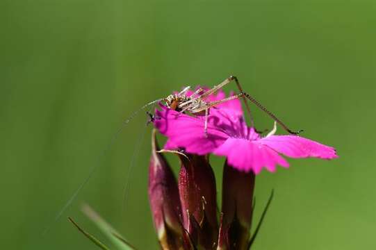 Image of Panarthropoda