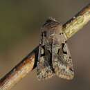 Orthosia gothica Linnaeus 1758 resmi