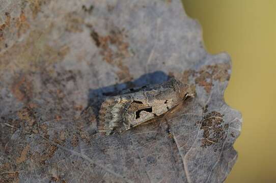 Orthosia resmi