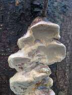 Image of Phellinus