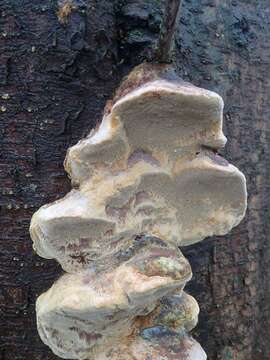 Imagem de Phellinus