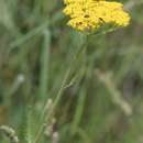 Imagem de Achillea filipendulina Lam.