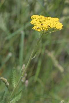 Image of yarrow