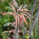 صورة Aloe maculata All.