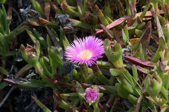 Imagem de Carpobrotus