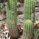 Image de Echinopsis chamaecereus H. Friedrich & Glaetzle