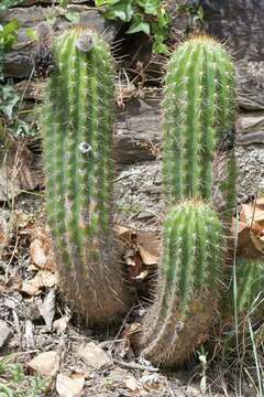 Imagem de Echinopsis chamaecereus H. Friedrich & Glaetzle