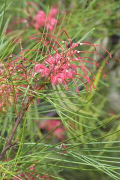 Image of protea family