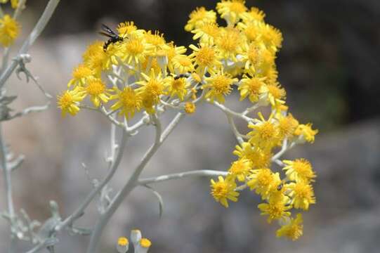 Plancia ëd Jacobaea maritima (L.) Pelser & Meijden