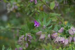 Image of Milkwort