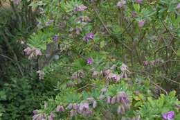 Image of Milkwort