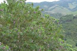 Image of Milkwort