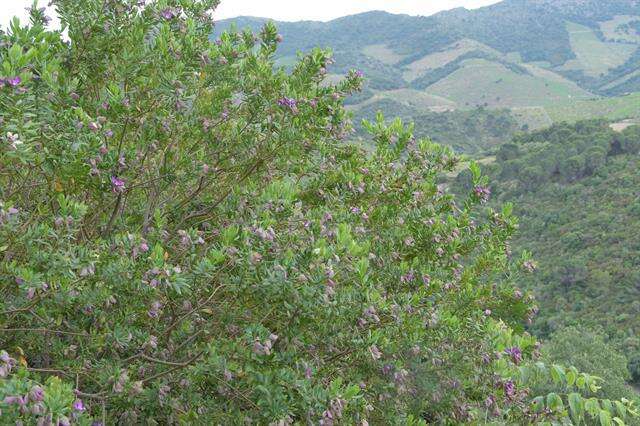 Image of Milkwort