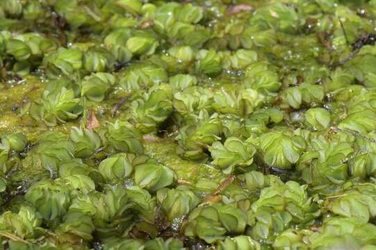 Image of floating ferns