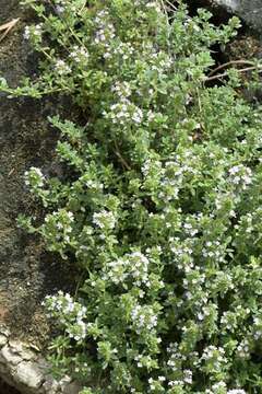 Thymus longicaulis C. Presl resmi