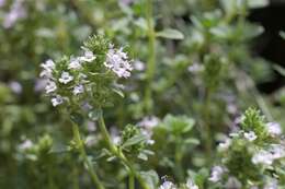 Thymus longicaulis C. Presl resmi