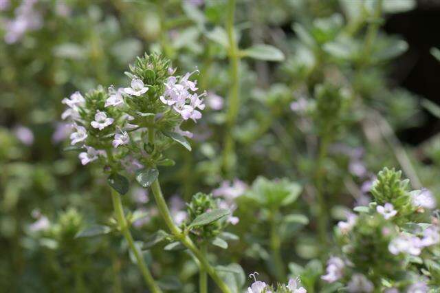 Thymus longicaulis C. Presl resmi