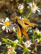 Atalopedes campestris Boisduval 1852 resmi