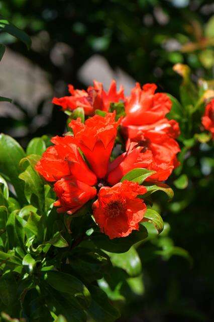 Image of pomegranate