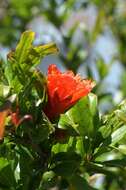 Image of pomegranate