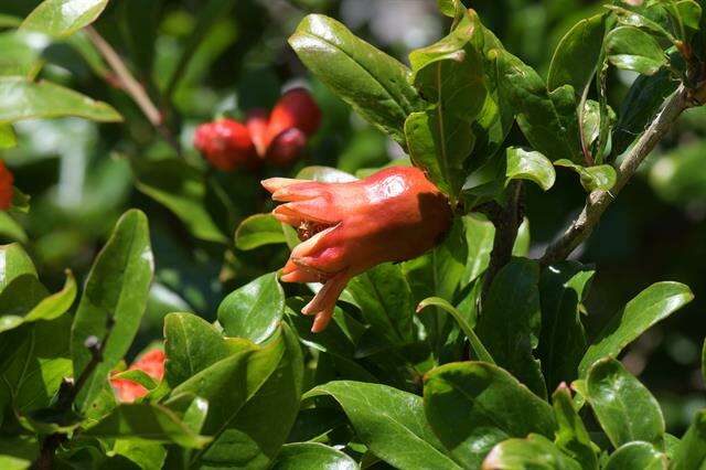 Image of pomegranate