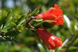 Image of pomegranate