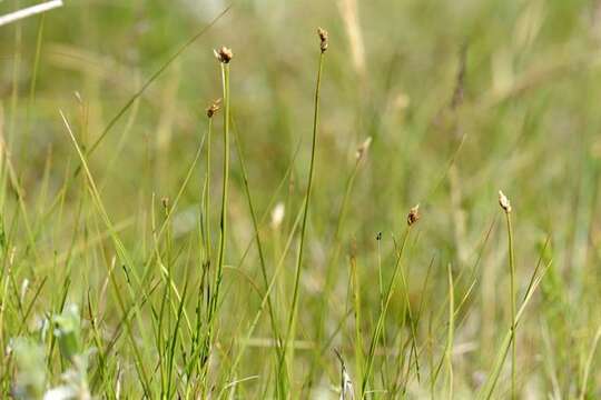 Image of cordroot sedge
