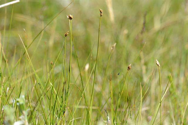 Image of cordroot sedge