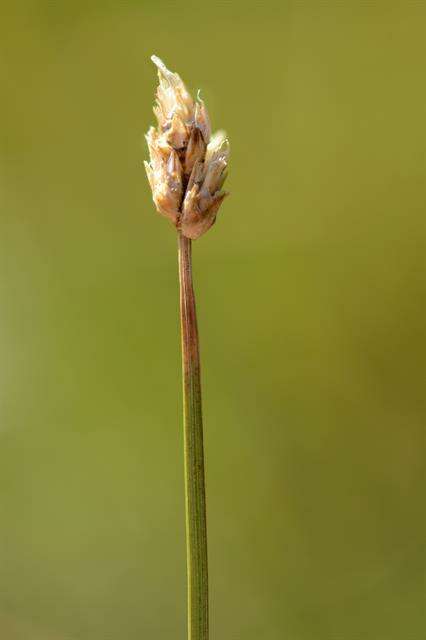 Image of cordroot sedge