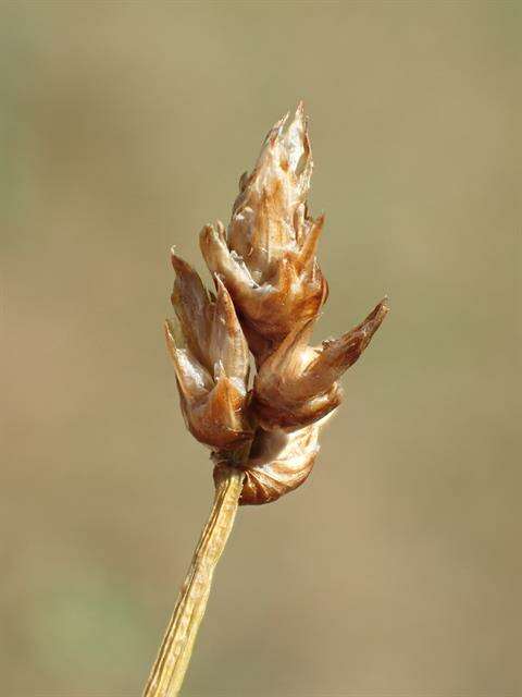 Image of cordroot sedge