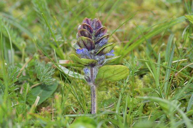 Image of Bugleweed