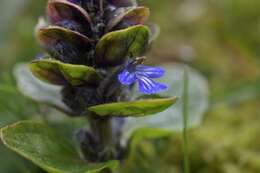 Image of Bugleweed