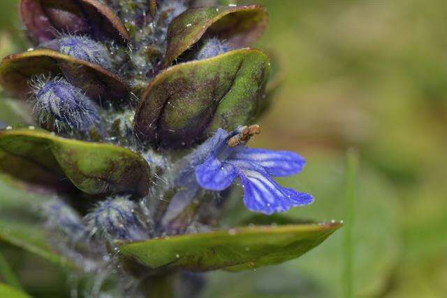 Image of Bugleweed