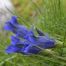 Imagem de Gentiana acaulis L.