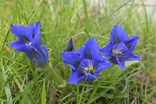 Image of gentian