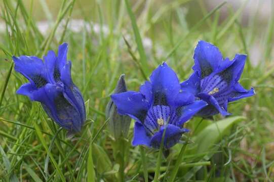 Image of gentian