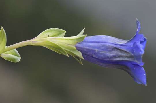 Image of gentian