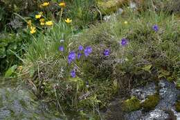 Image of Butterworts