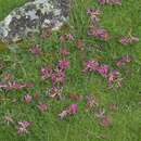 Image of alpine clover