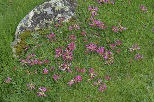 Image of alpine clover