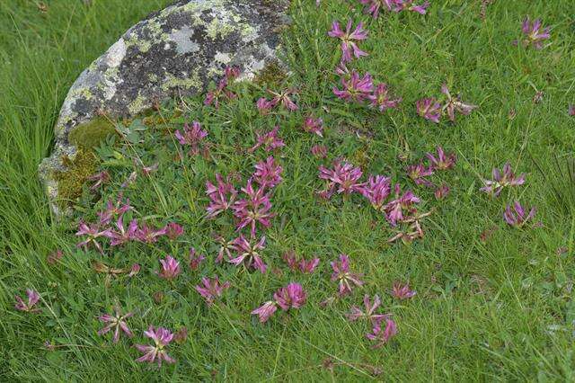 Image of alpine clover