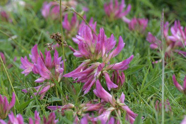 Image of alpine clover