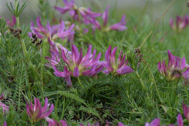 Image of alpine clover