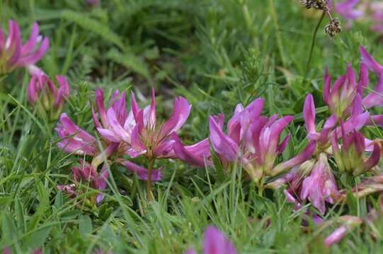 Image of alpine clover