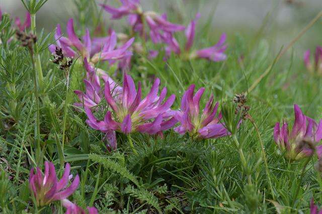 Trifolium alpinum L.的圖片