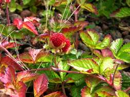 Imagem de Potentilla indica (Andr.) Wolf