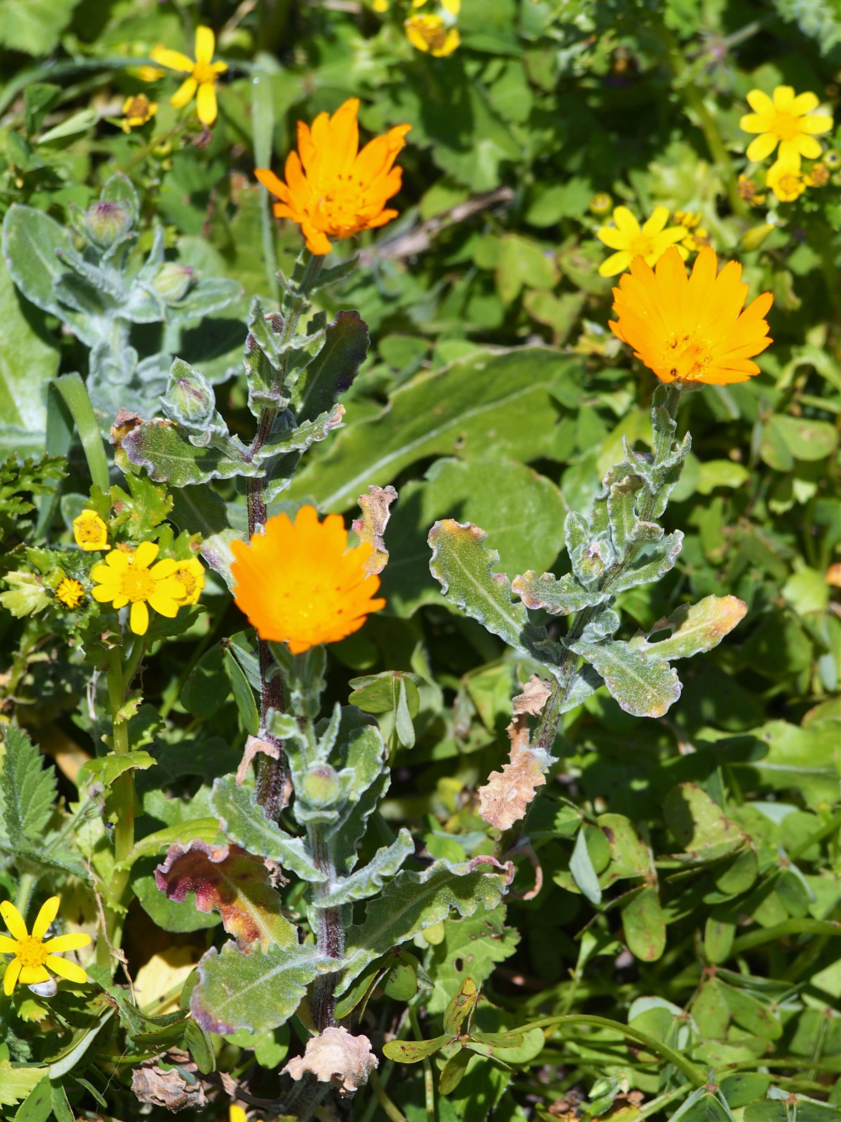 Image of field marigold