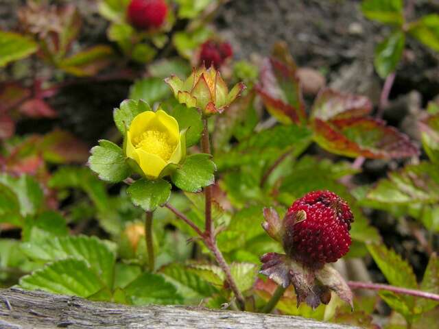 Image of Indian-Strawberry