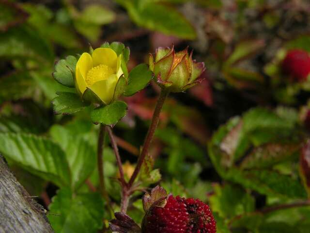 Image of Indian-Strawberry