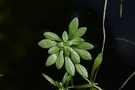 Image of Callitriche cophocarpa Sendtner